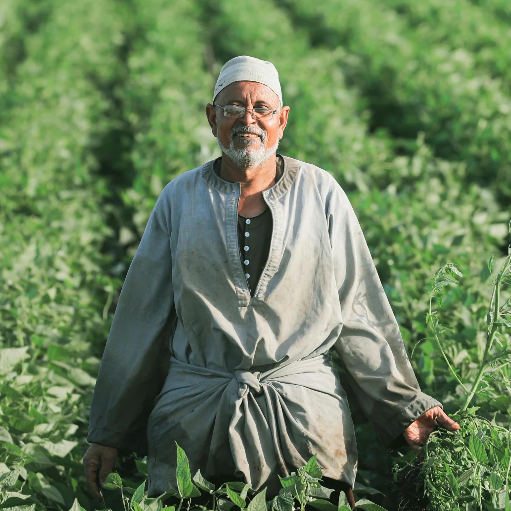 Egyptian agricultural worker in the field